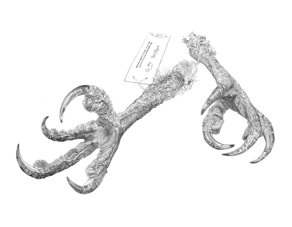 Swainson's Hawk Talons