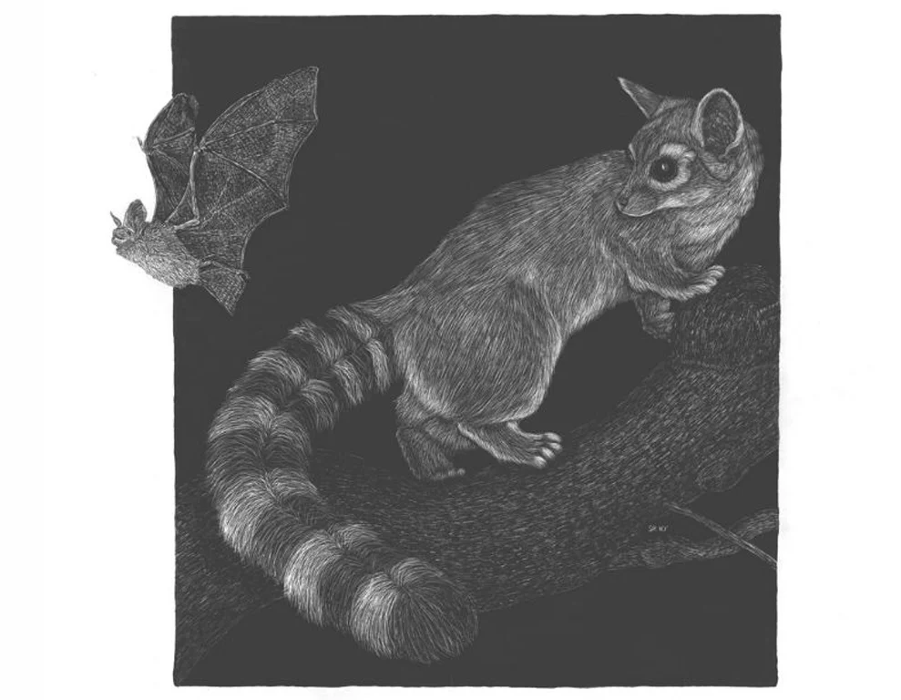 Ringtail and Pallid Bat
