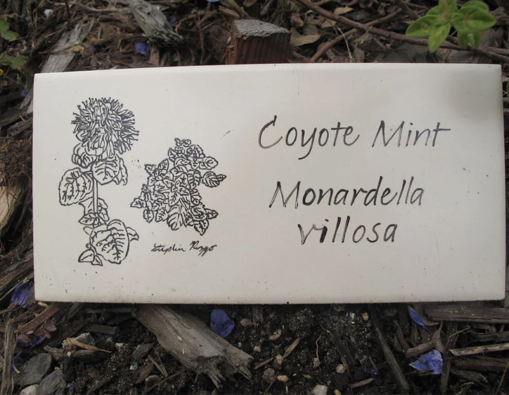 coyotemint-closeup.jpg
