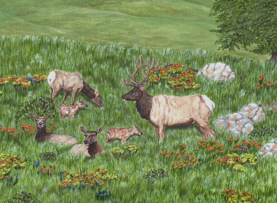 Detail of Tule Elk