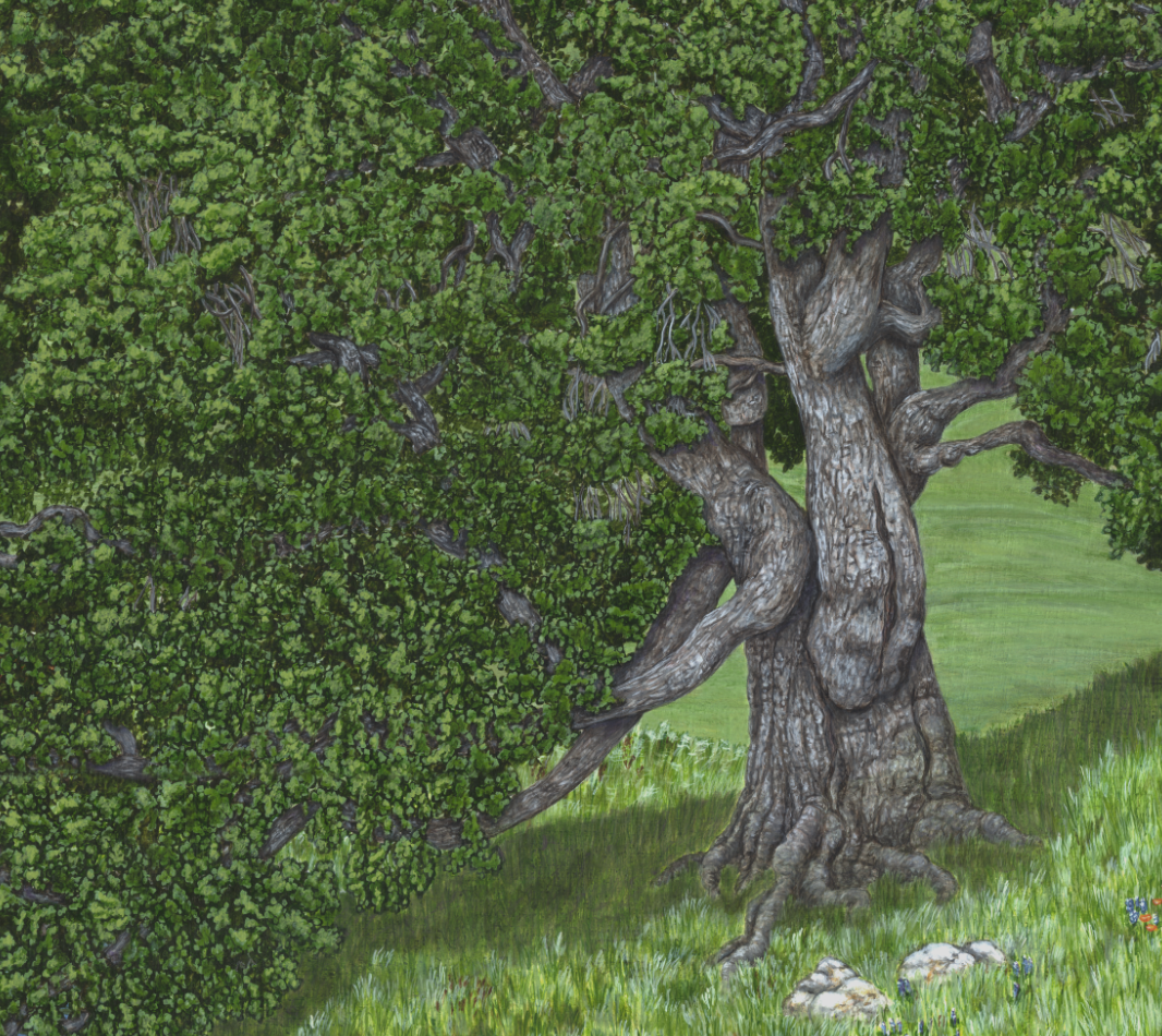 Detail of Coast Live Oak