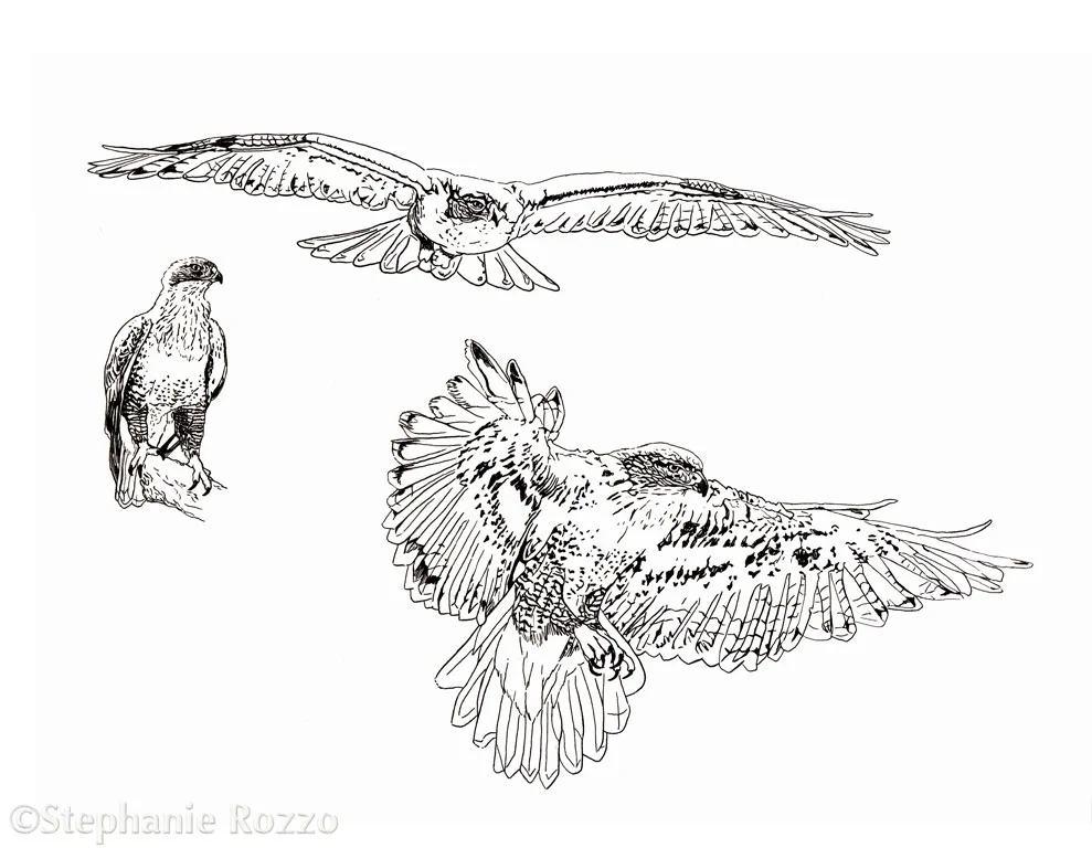 Ferruginous Hawk