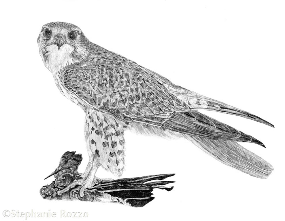 Prairie Falcon