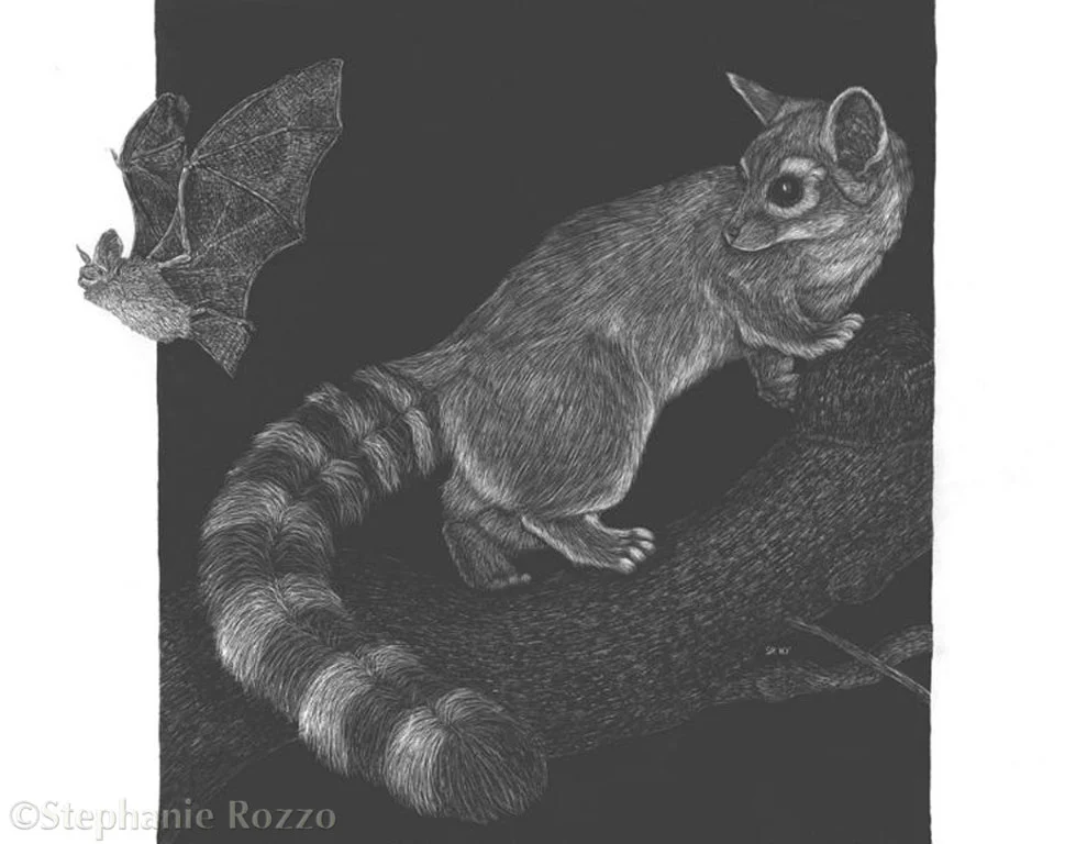 Ringtail and Pallid Bat