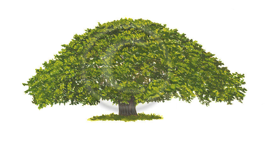 _Guanacaste-Tree-final-2.2-web.jpg