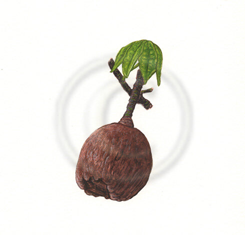 Guiana-chestnut-tree-b-web.jpg