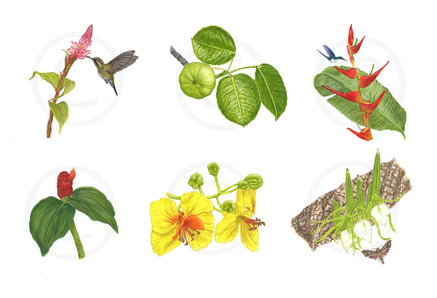 art-samples_rozzo.jpg