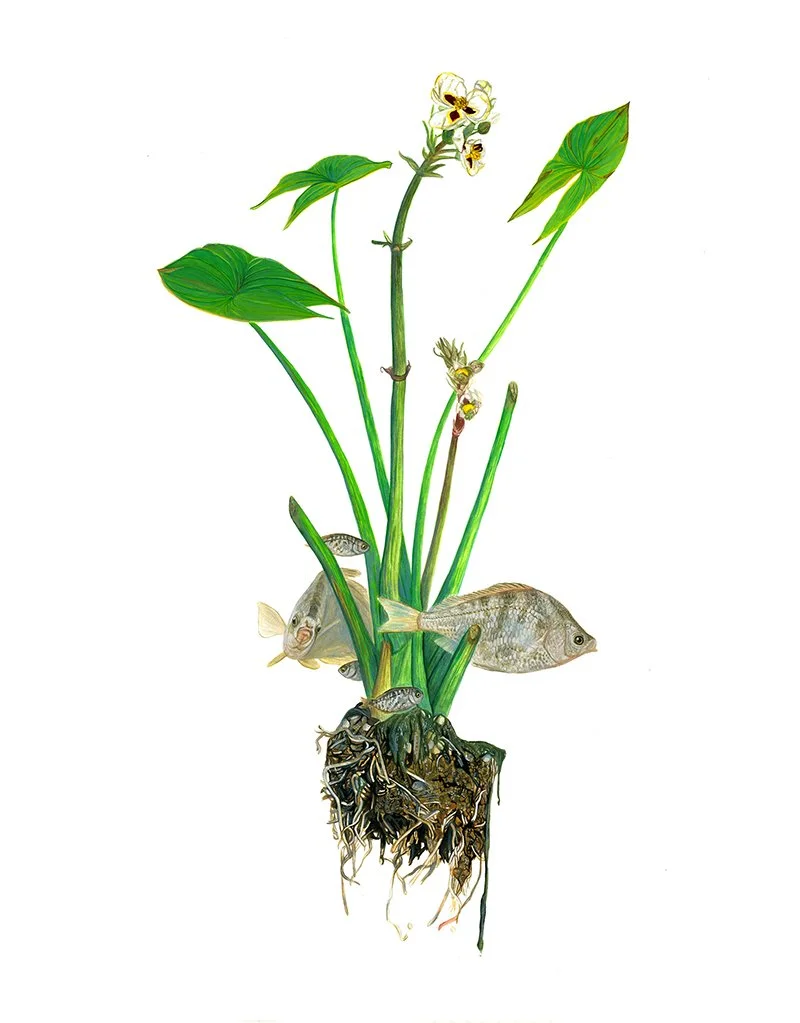 Rozzo_Giant Arrowhead and Tule Perch web.jpg