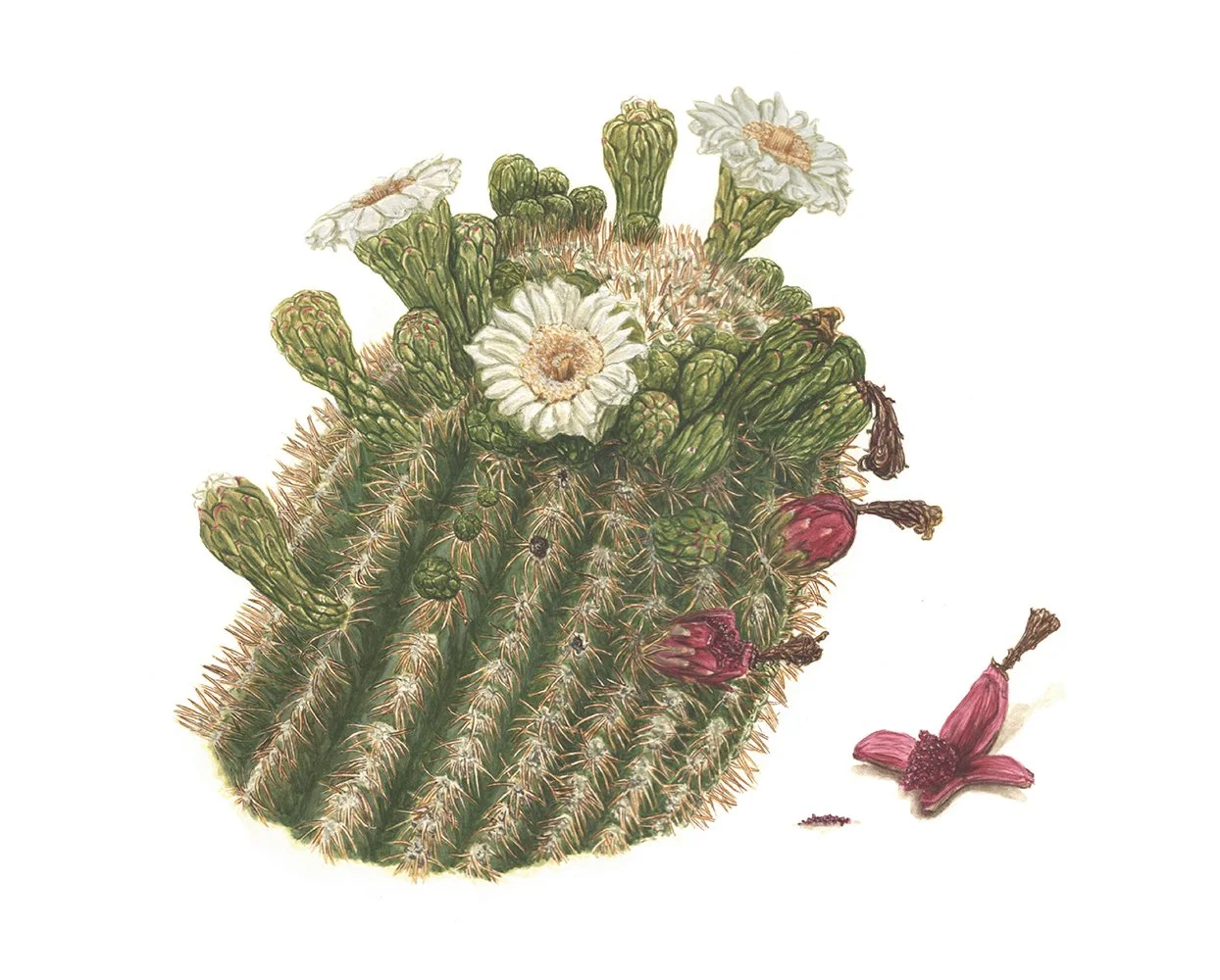 Rozzo_Saguaro web.jpg