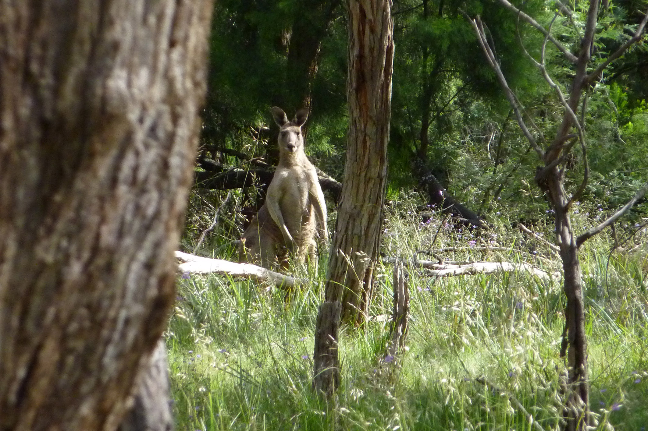 Kangaroo in Barrm Birrm