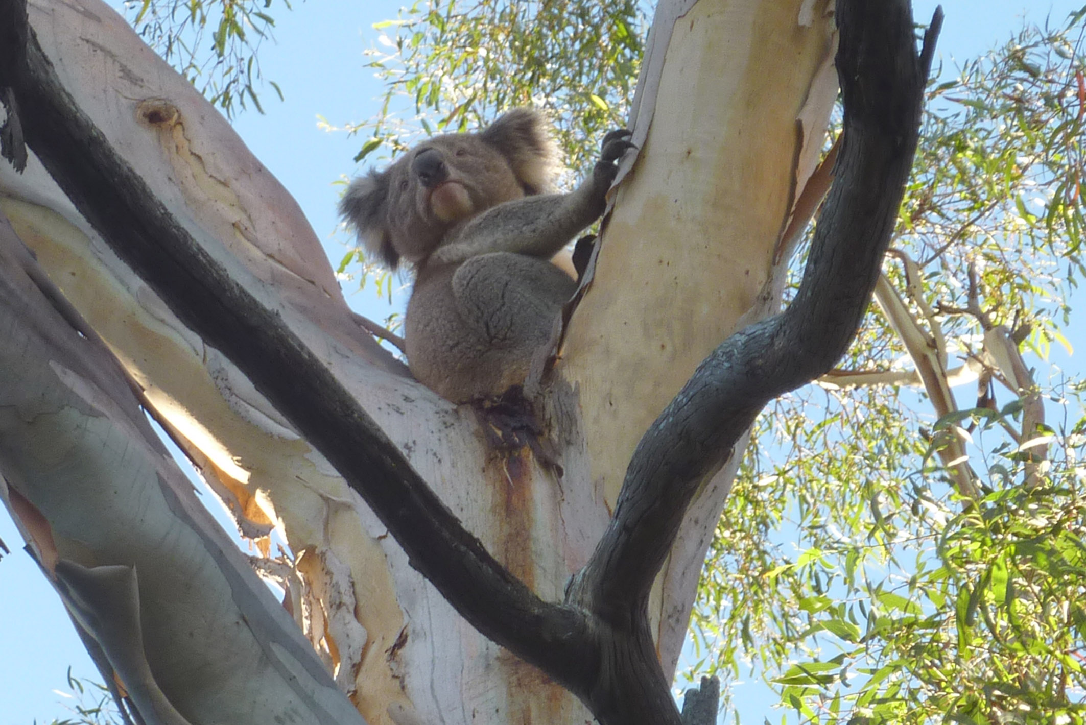 Koala at Riddells