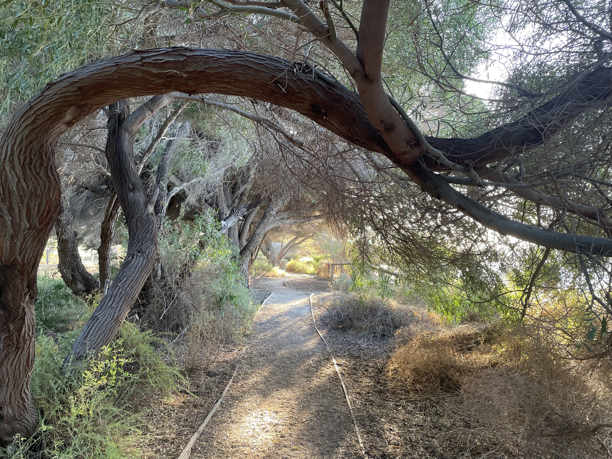 Sydney Workshop: An Intimate Practice with Body & Place