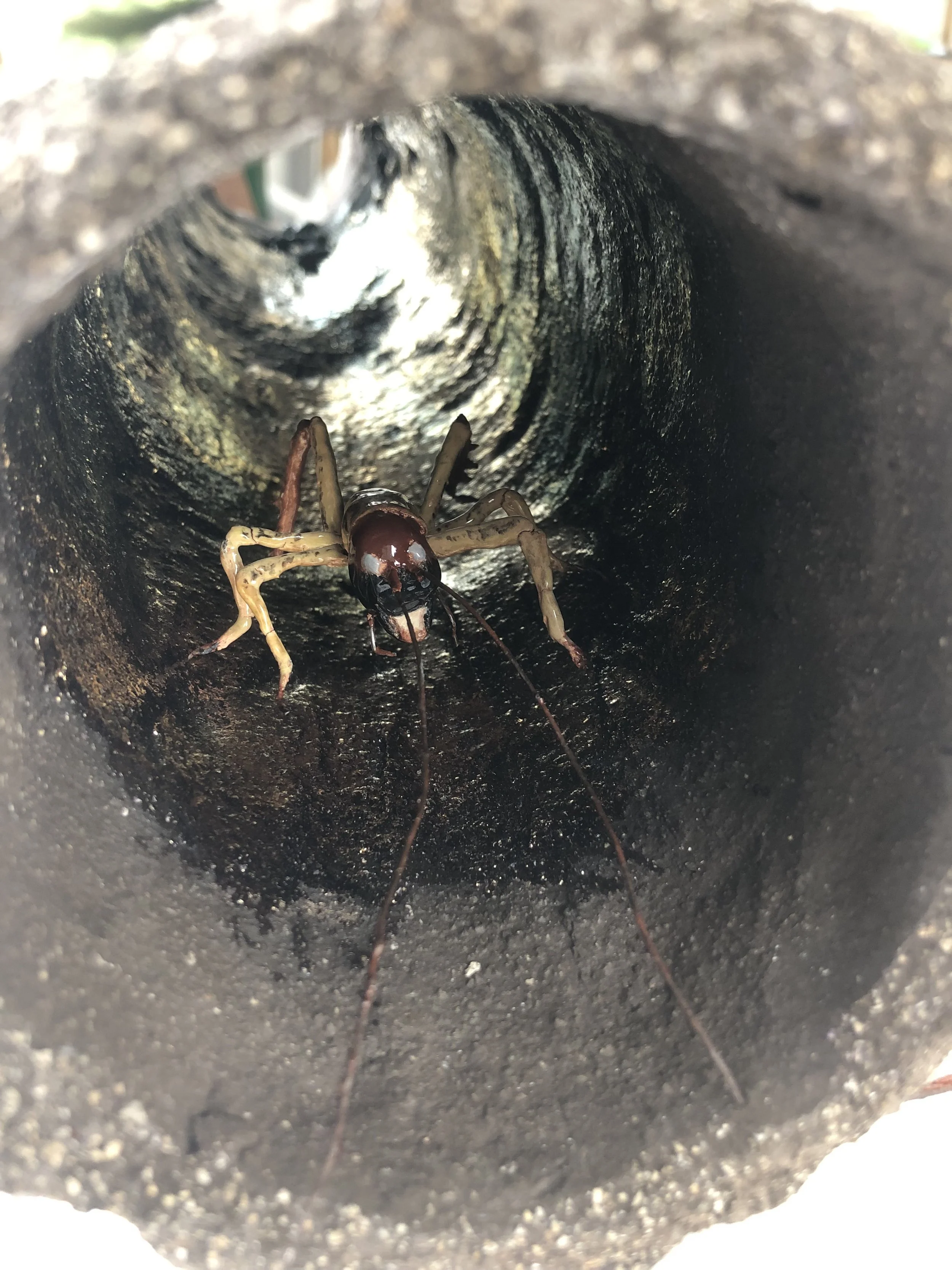 weta log.JPG