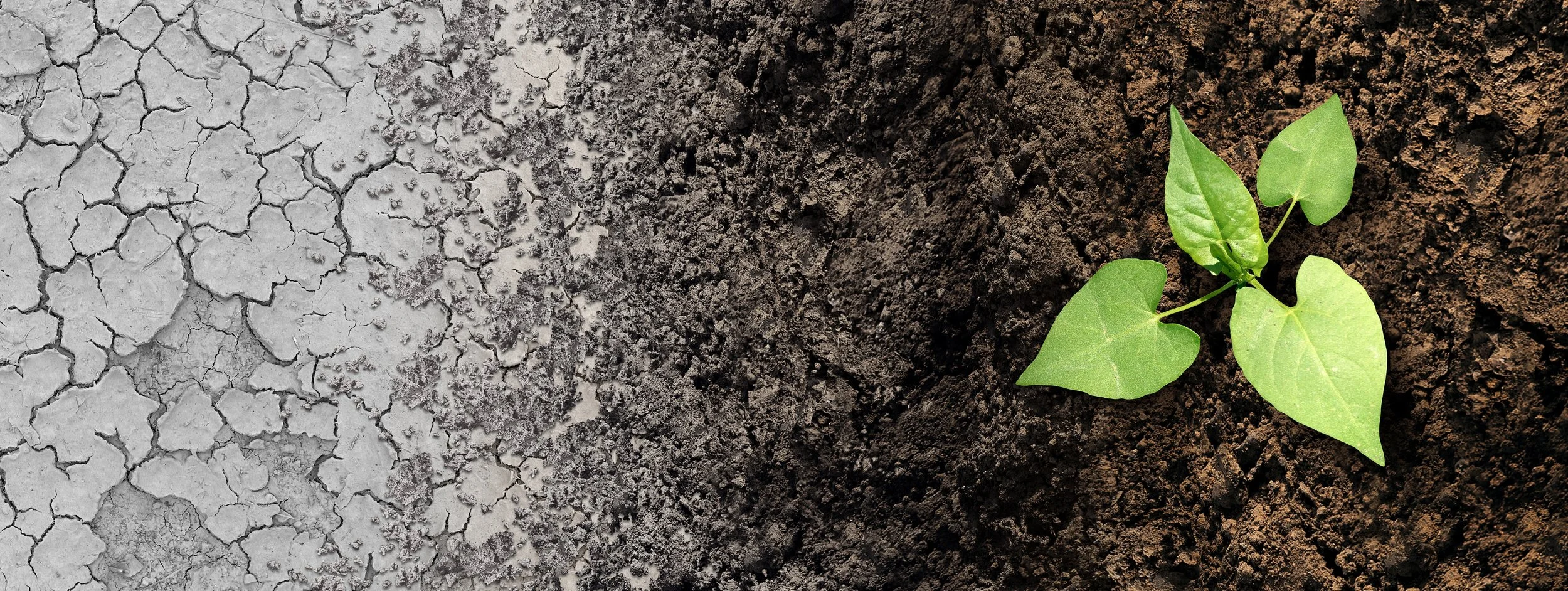 Photo of dry cracked earth on one side and lush soil on the other with a green plant to symbolize what may occur if deep decarbonization is not successful.