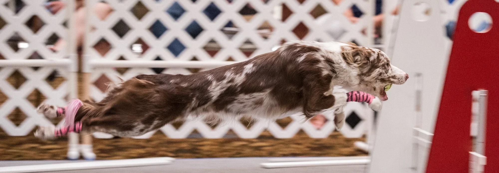 1755_FlyBall_Vegas_2015 - Copy.jpg