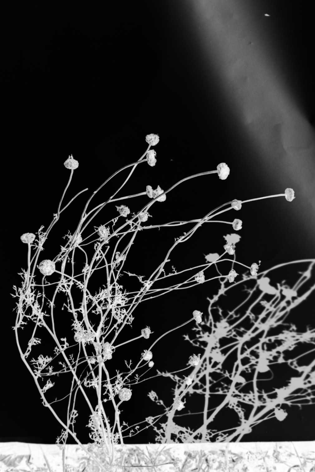 Photography for 280 Project