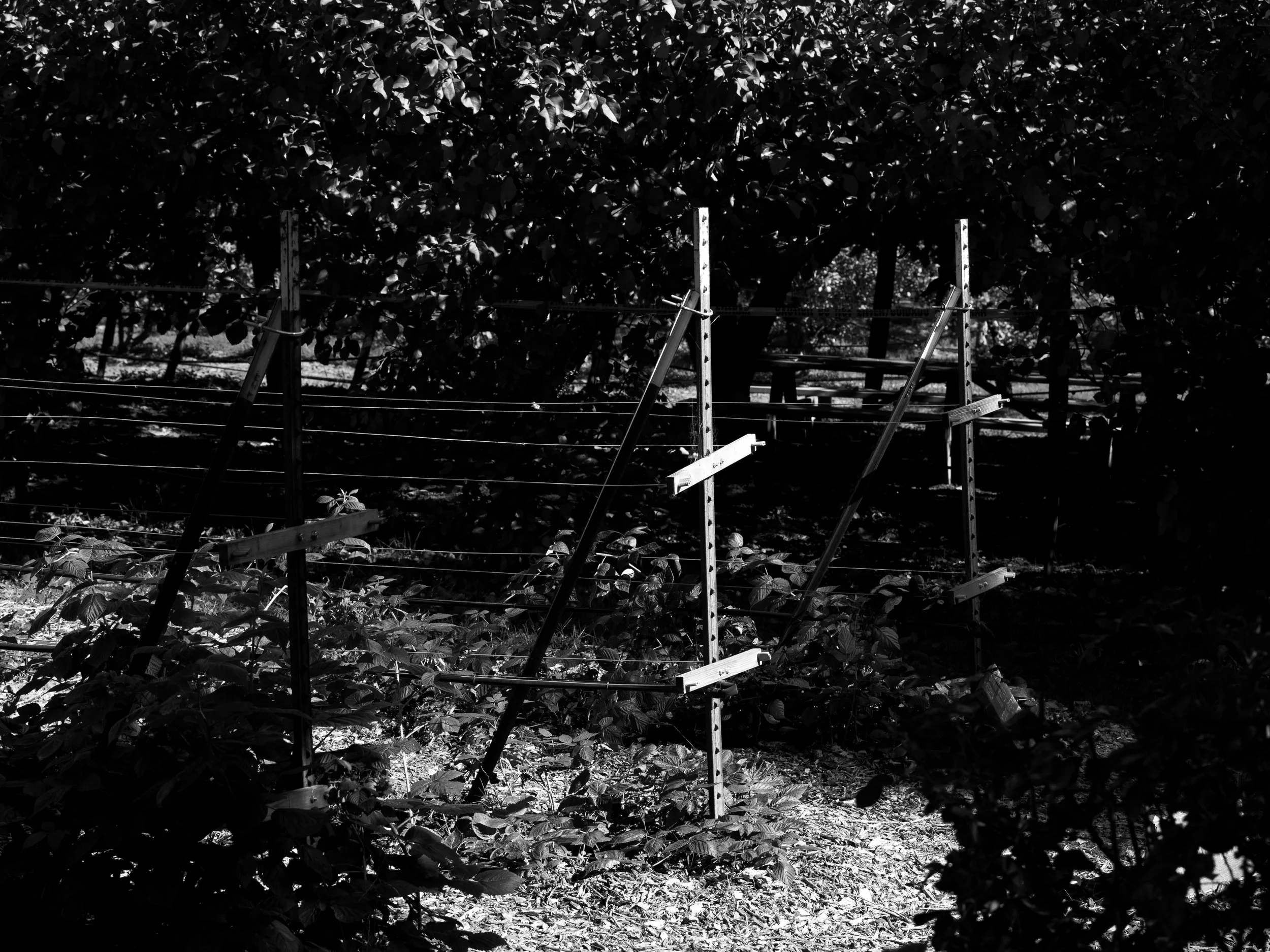 Photo Direction for Earthseed