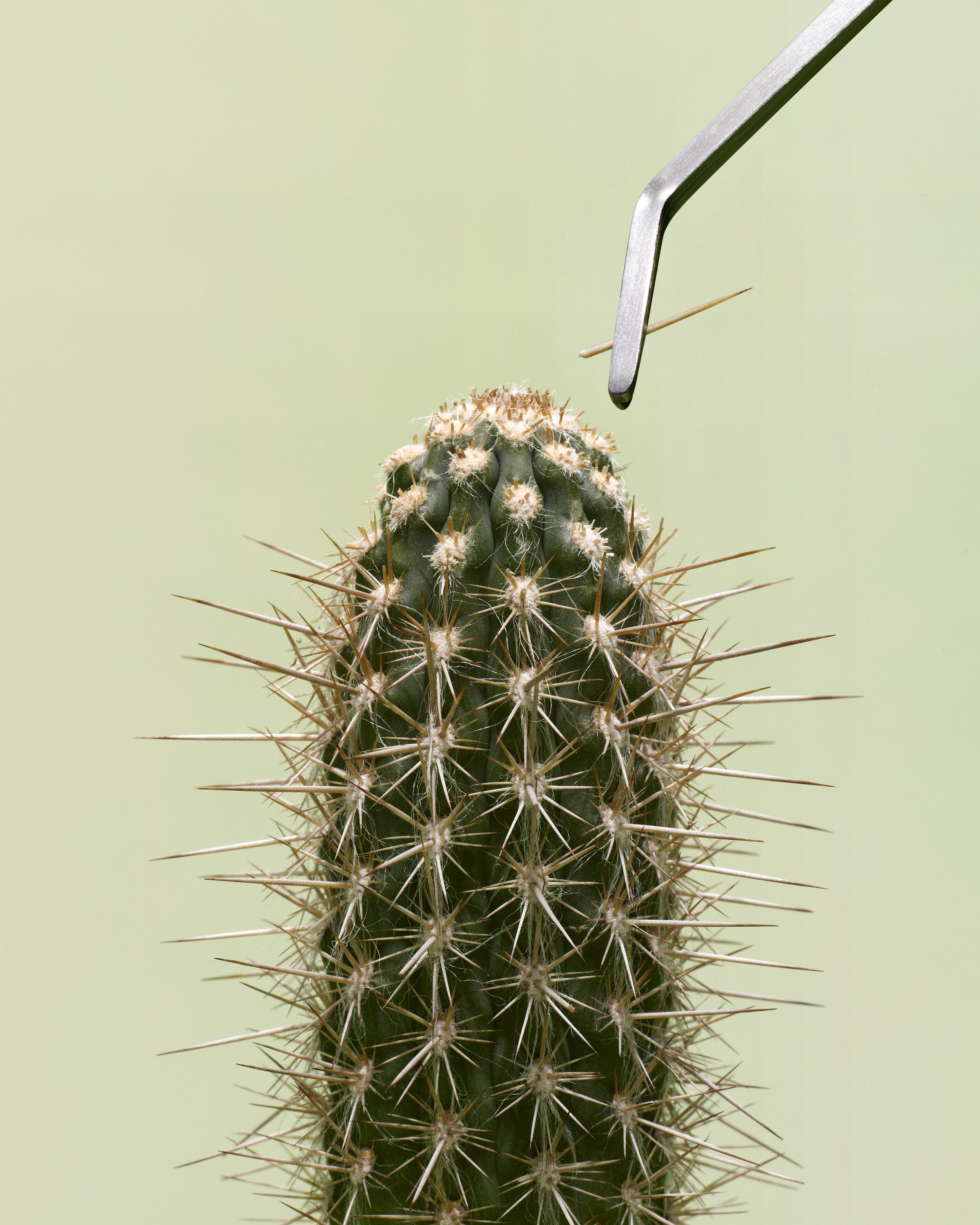 Cactus 1 v5.jpg