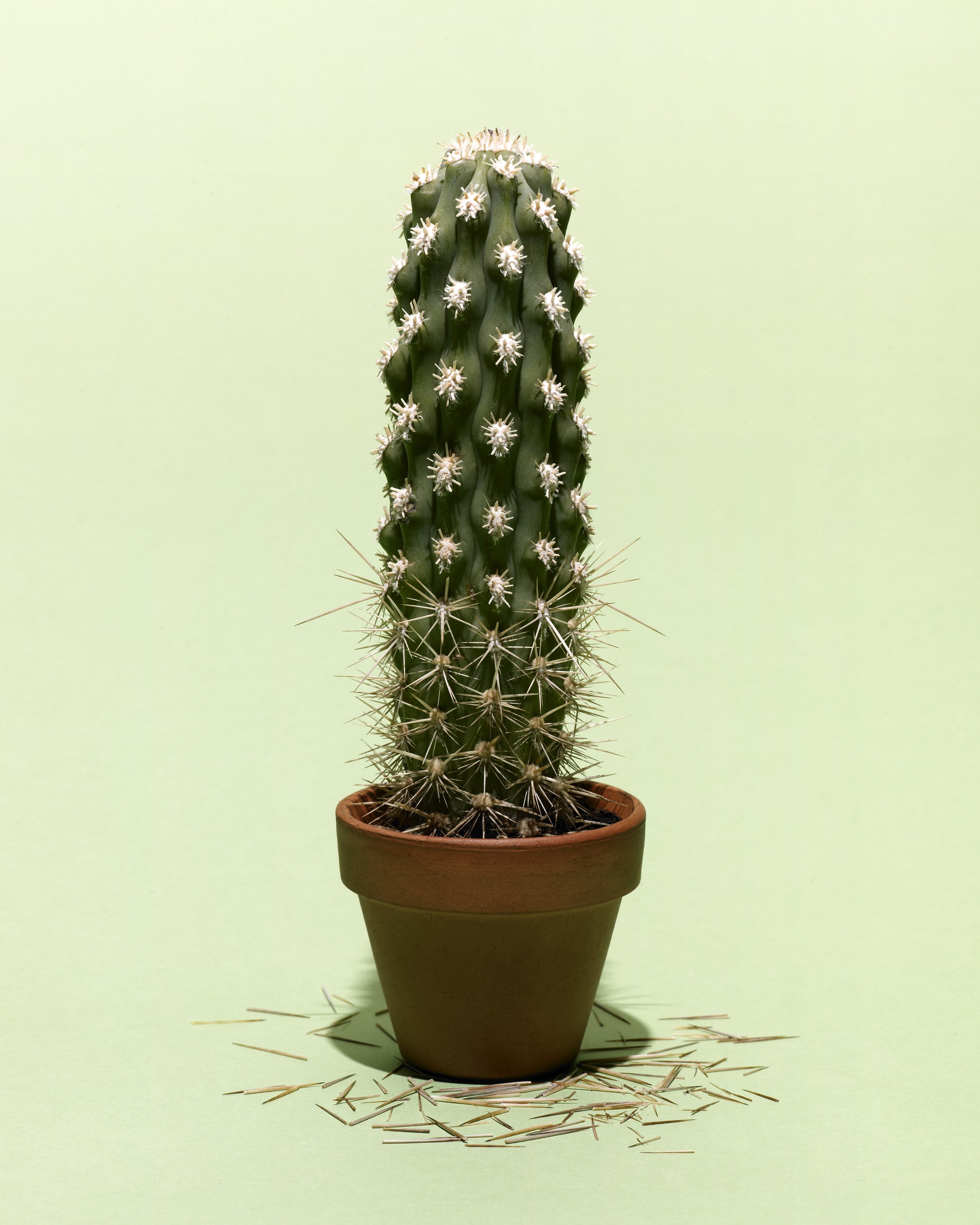 Cactus 2 v3.jpg