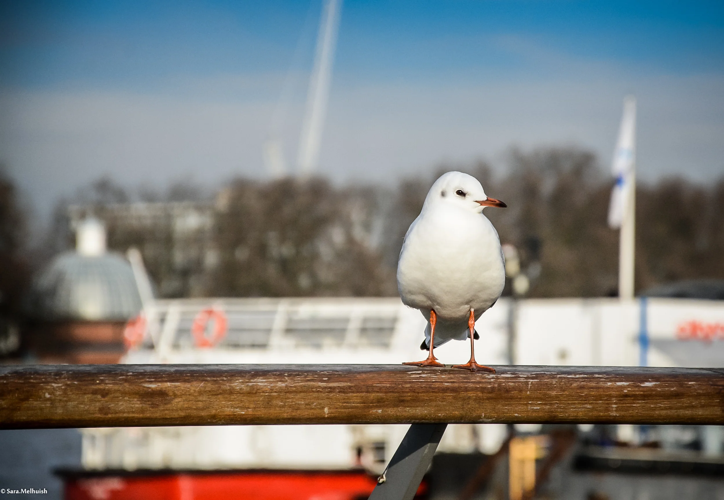 DSC_2346-2.jpg