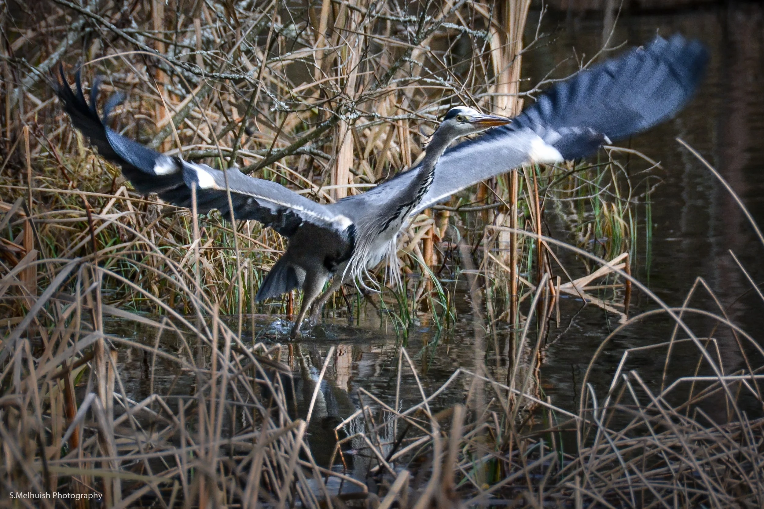Heron in flight