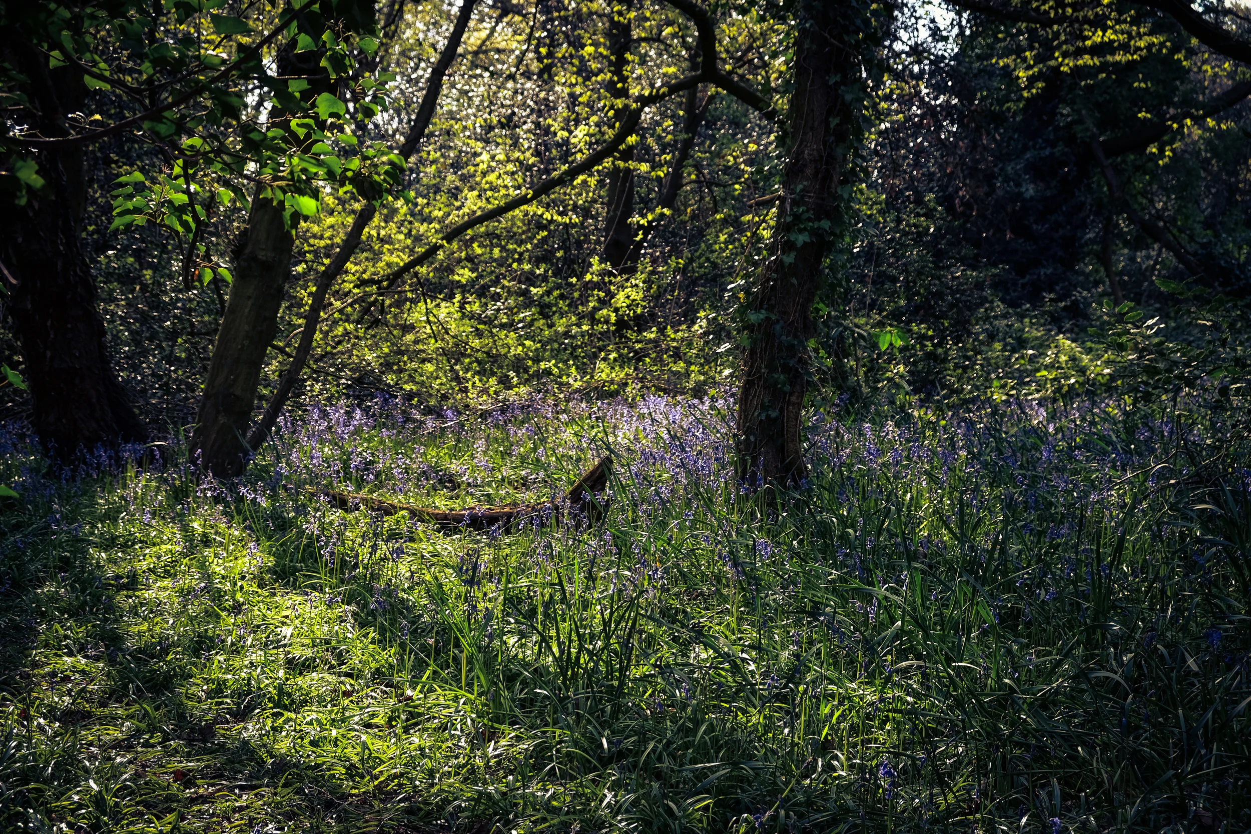 DSCF4181.jpg