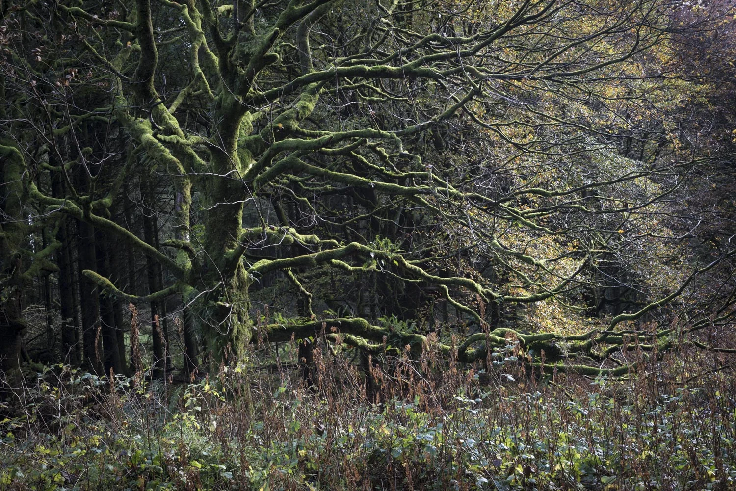 IrishTree.jpg