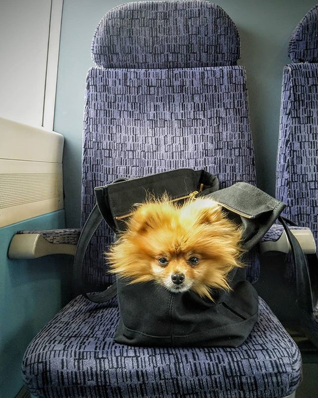 Benji loving his travel bag. instant dozing. .
.
.
.
.
#dogsofinstagram #dog #dogs #dogoftheday #pommeranian