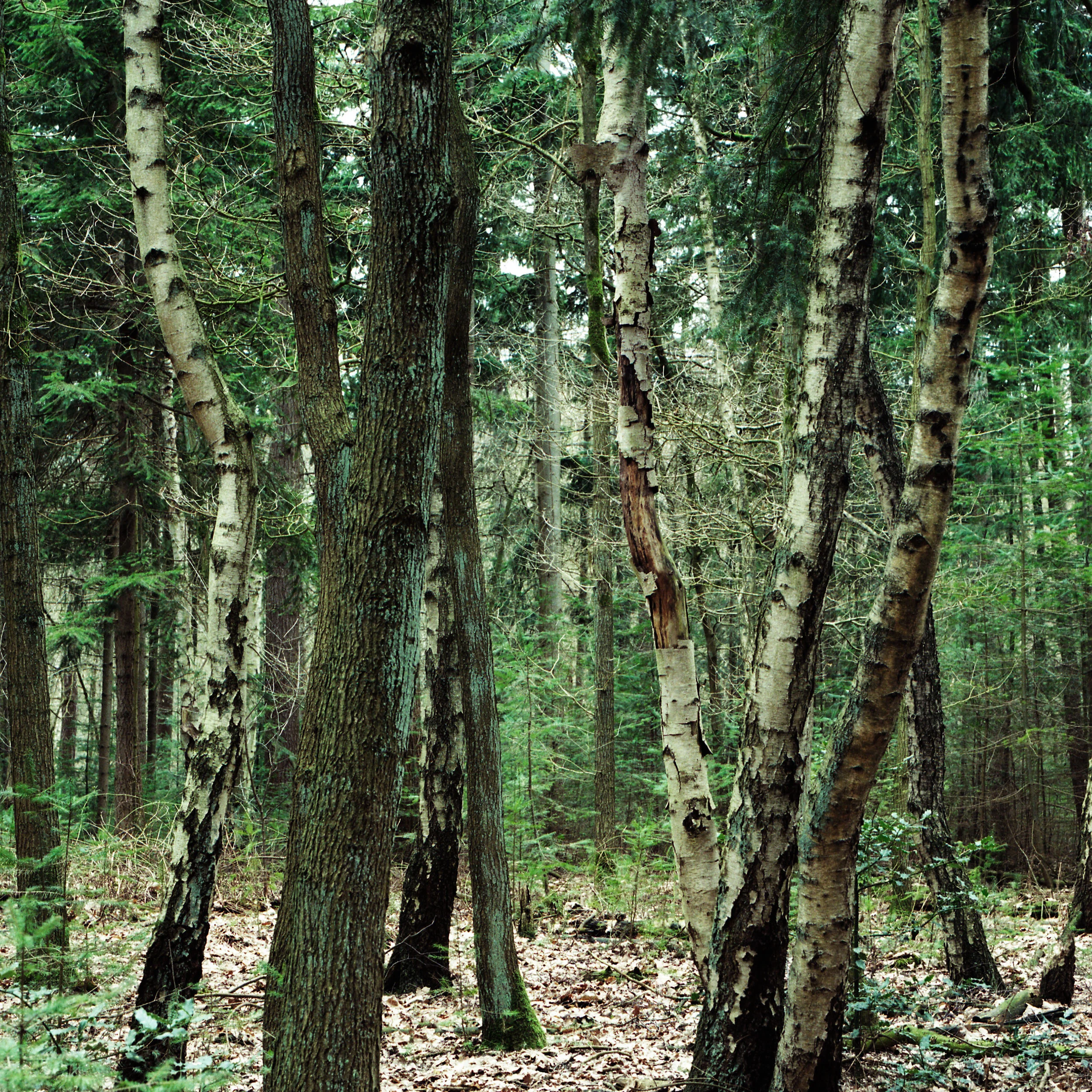 careful composition leads to world peace