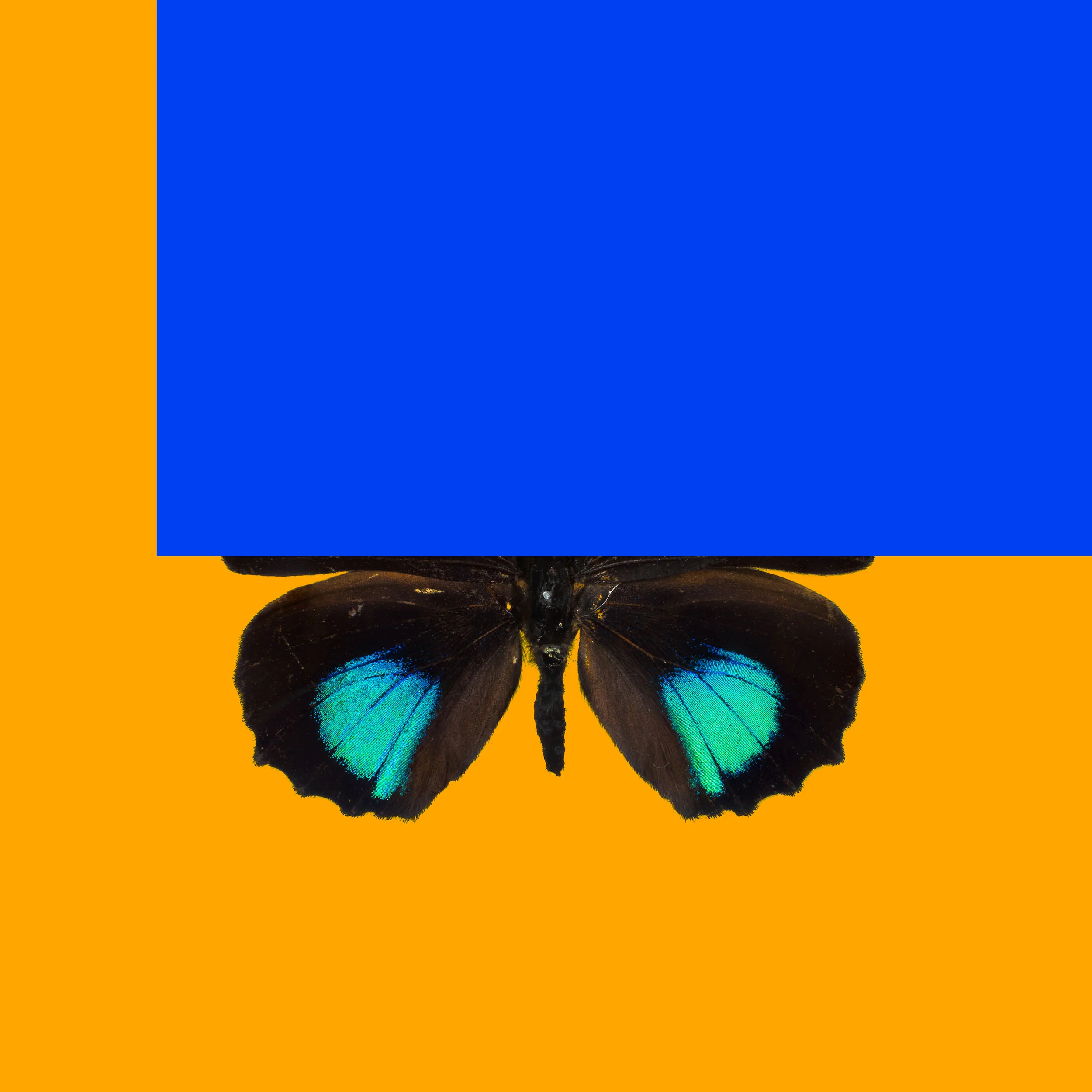 transform - callicore-aegina.jpg