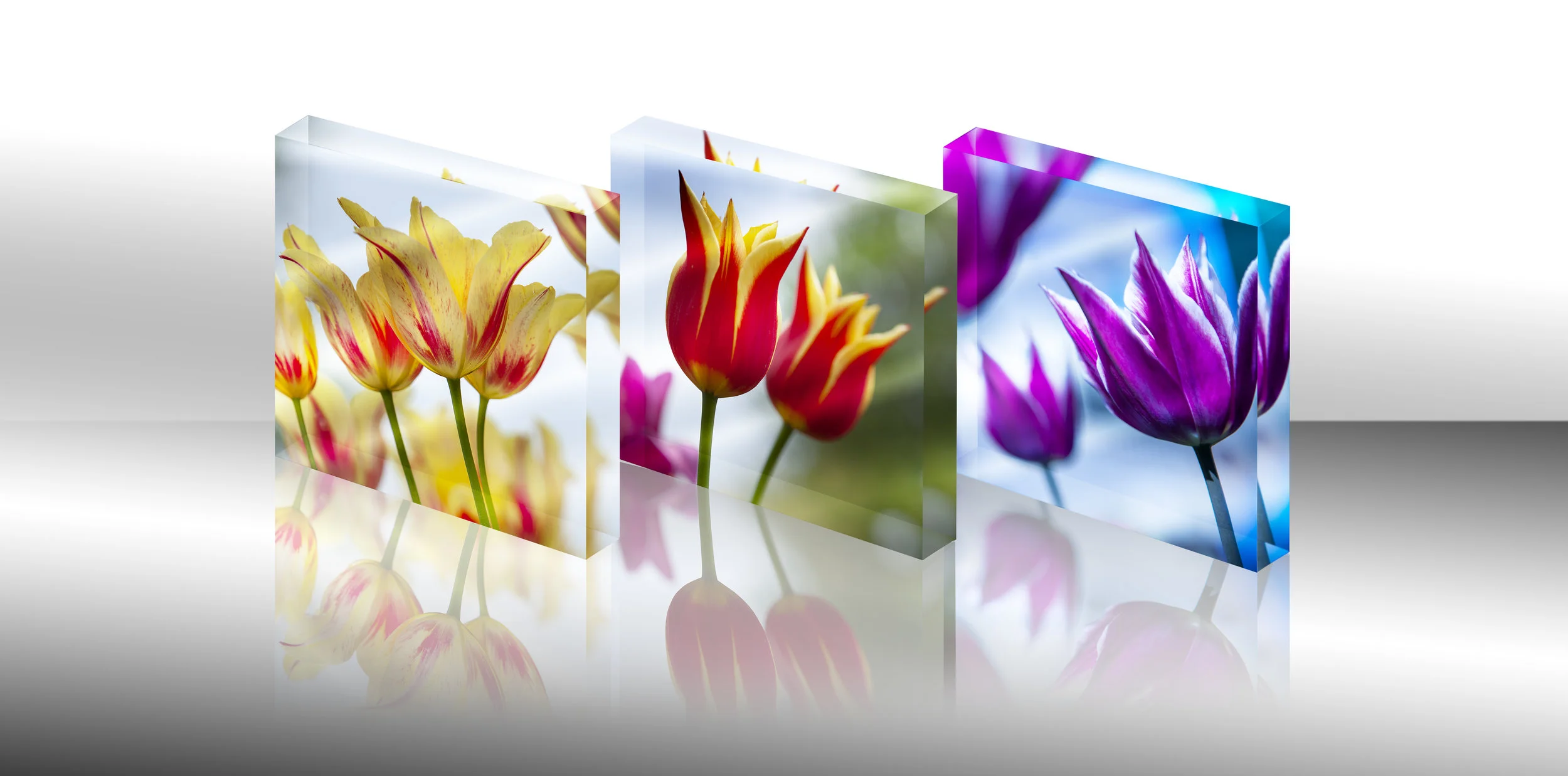 5X5_master_plongé_ensemble de blocs_groupe tulipqe.jpg