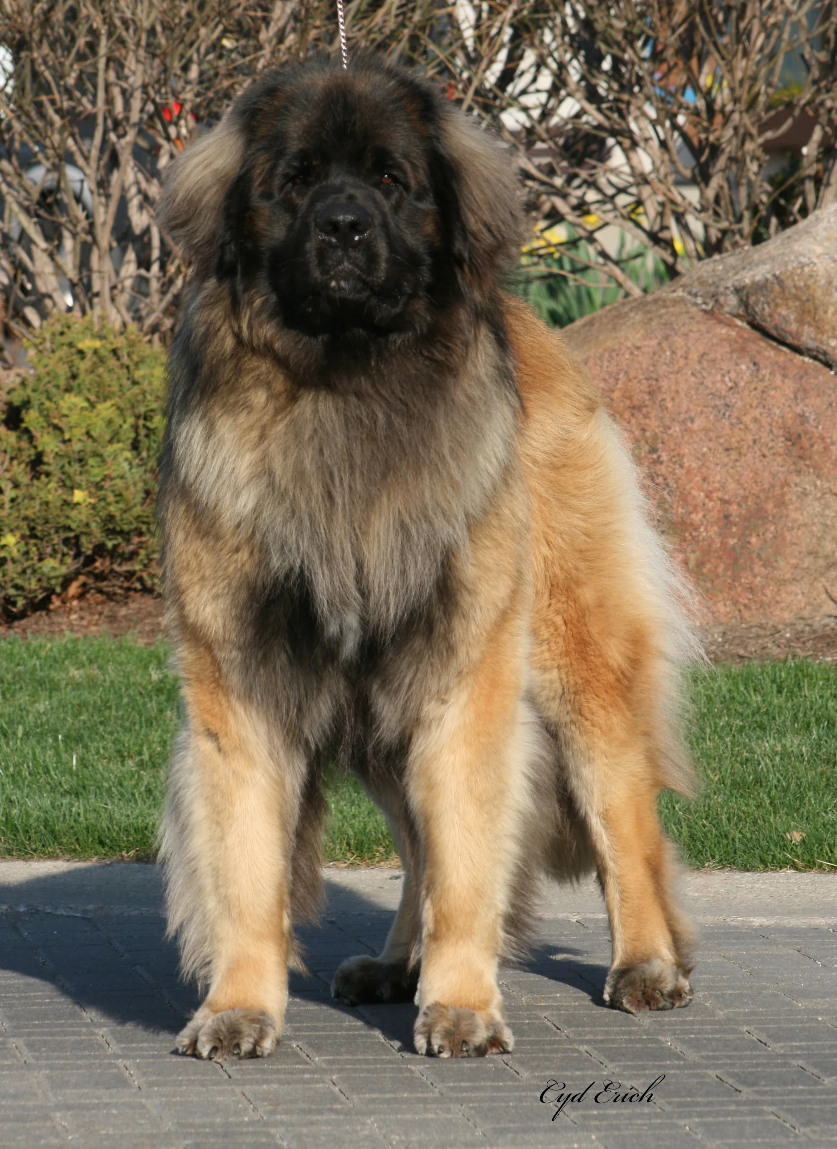 Pyrenean Mastiff Leonberger Great Pyrenees Leonberger Bernese And