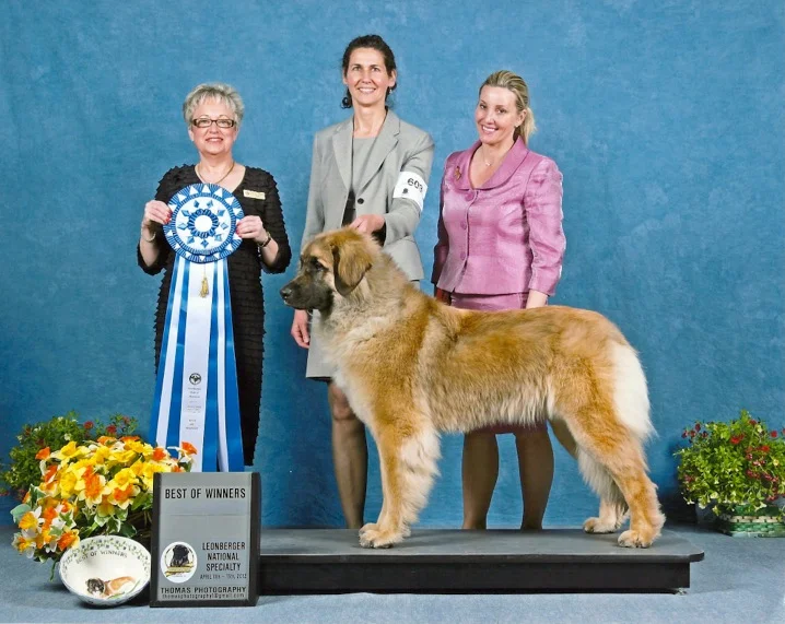 14 months - Best of Winners 2012 Nat'l Specialty