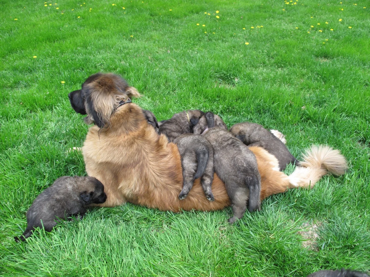 EE litter pups