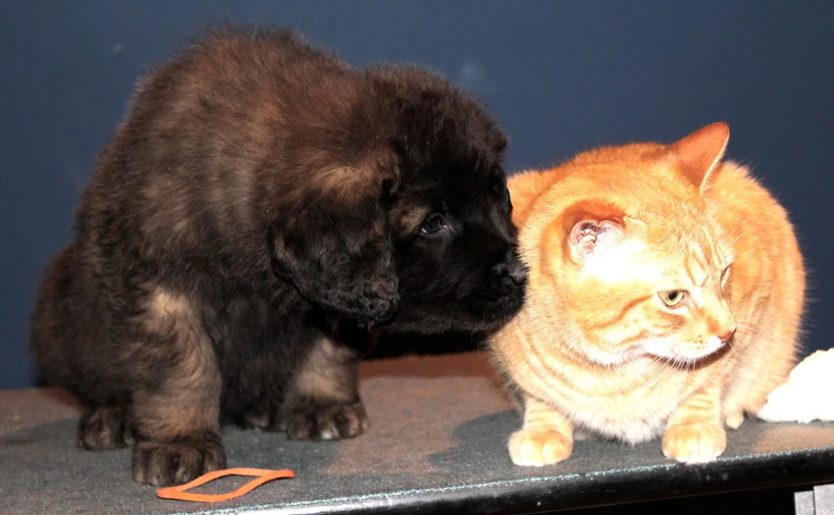 KK litter pup with Ringo