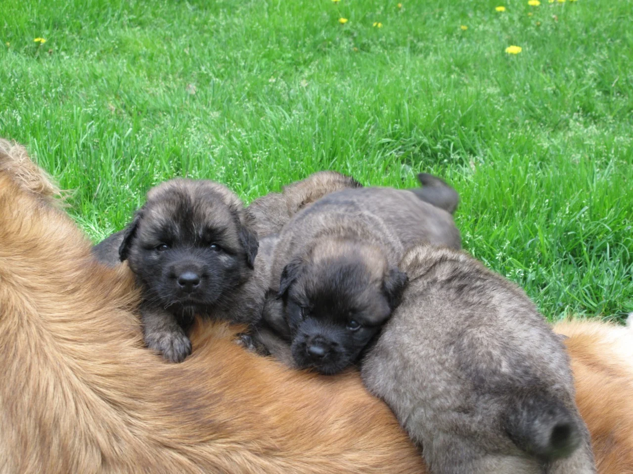 EE litter pups