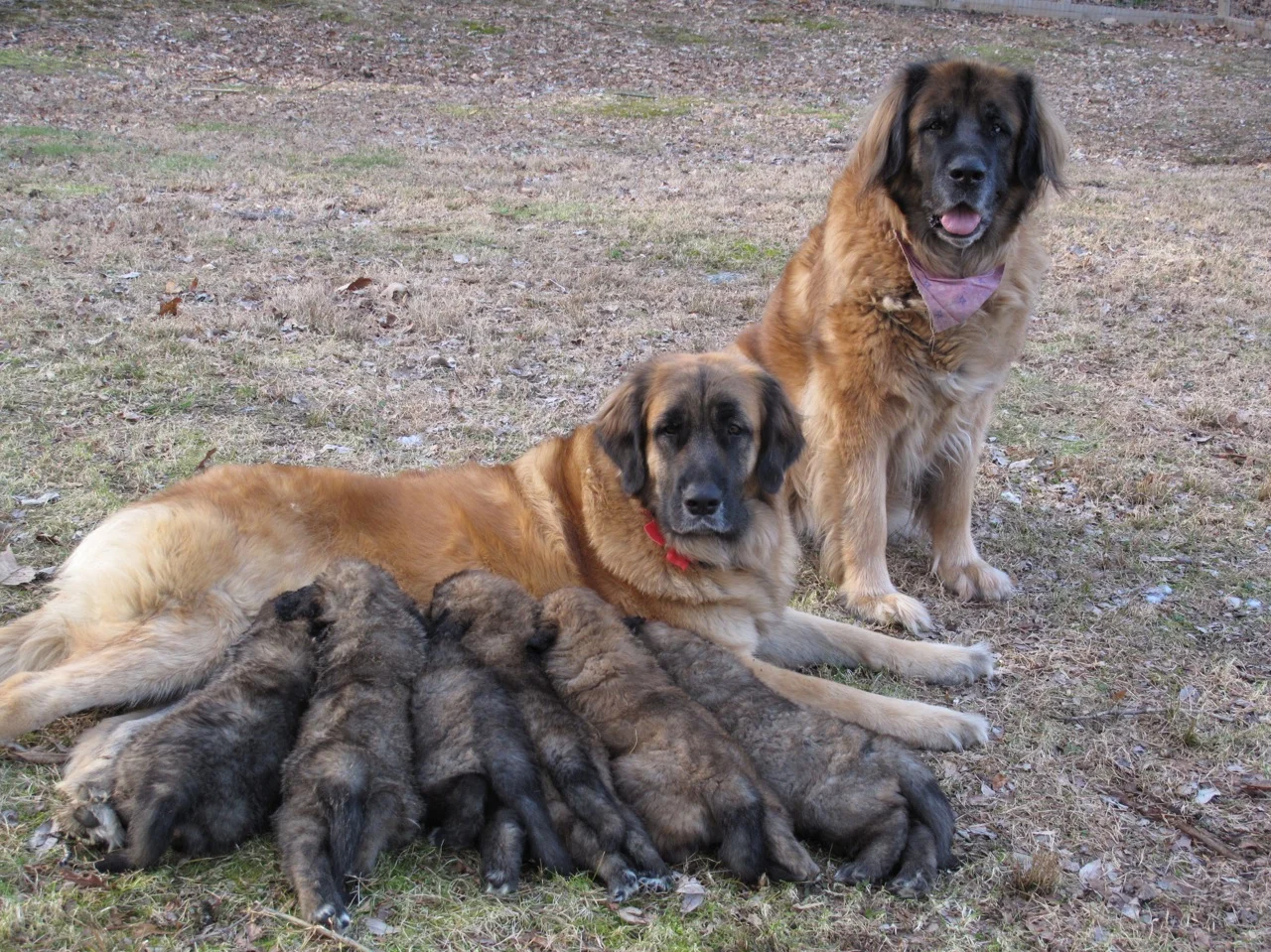 Xinnia & Cheyenne with HH litter