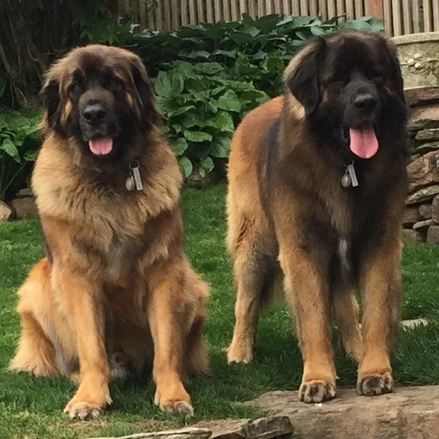 Trebbi-Z litter & Monte-BB litter