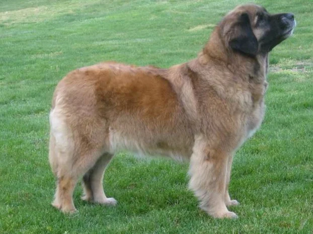 Zelda - 6-1/2 years
