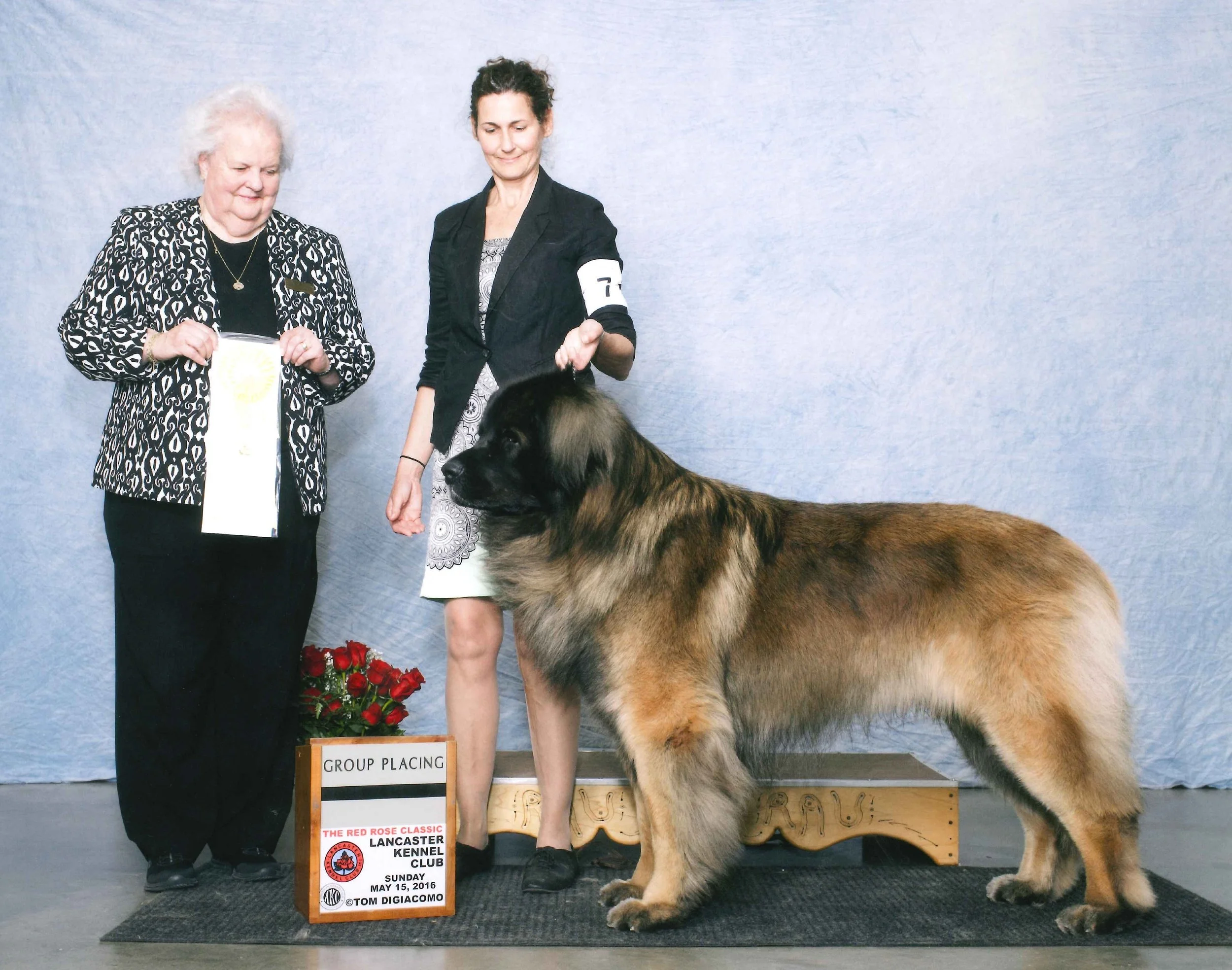 leonberger next to human