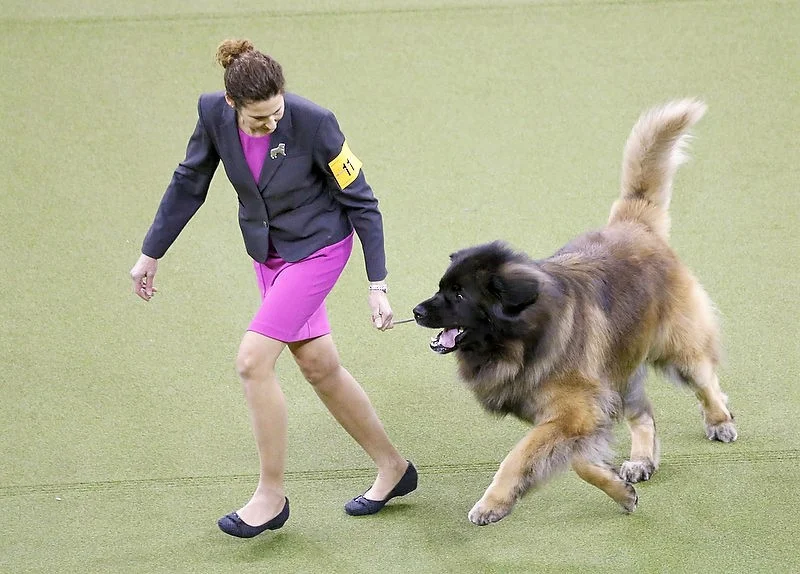 Dario at 2017 Westminister