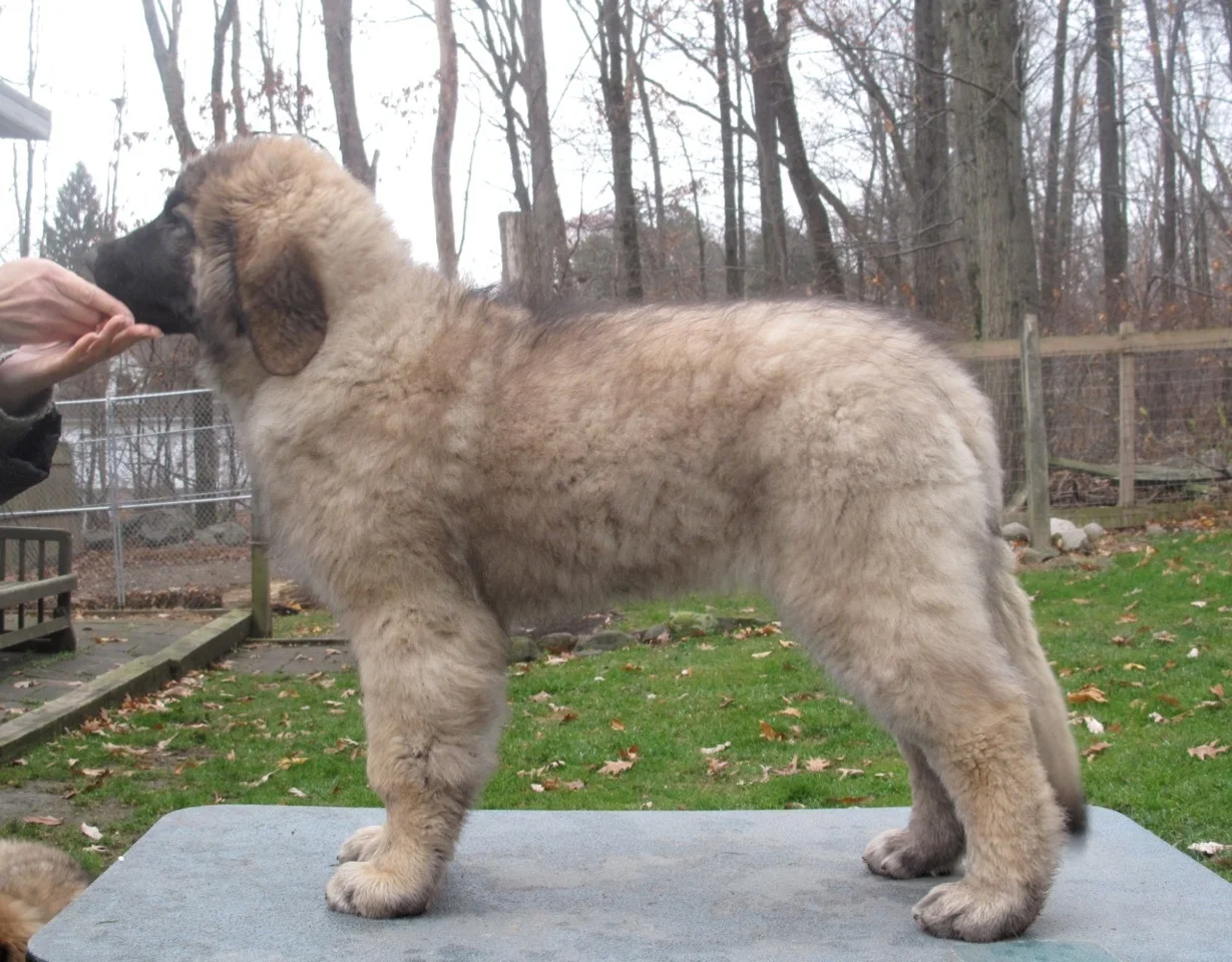 Fiesta 15 wks 2.jpeg