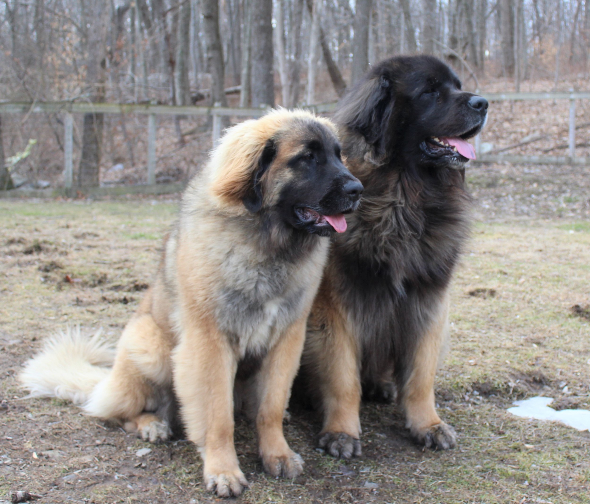 lca leonberger