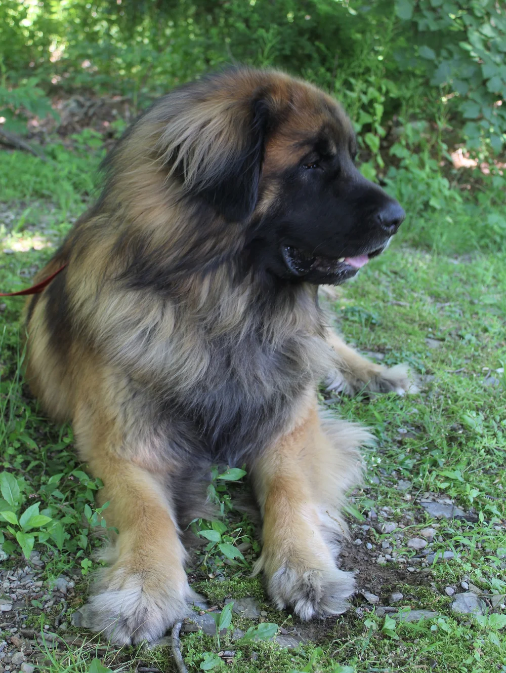 Planned Litters Von Alpensee Leonbergers
