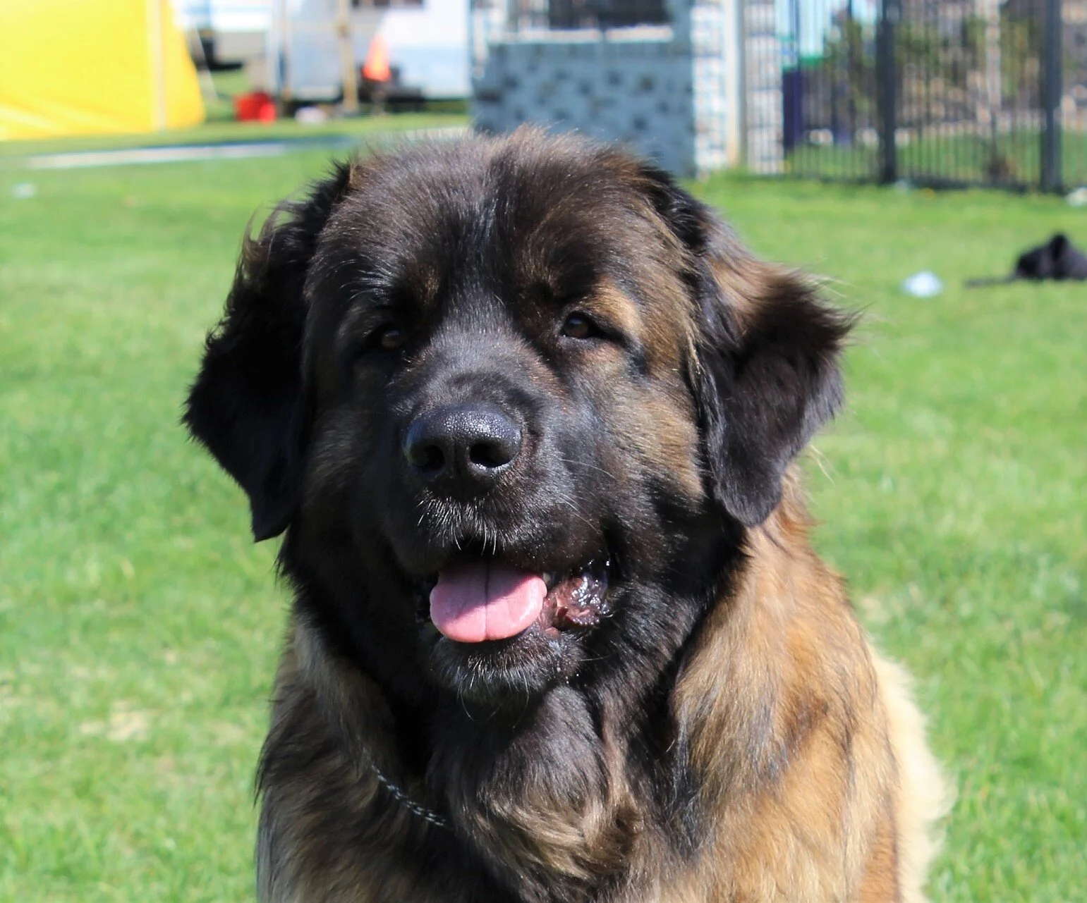 Delfi front 3 yrs.JPG