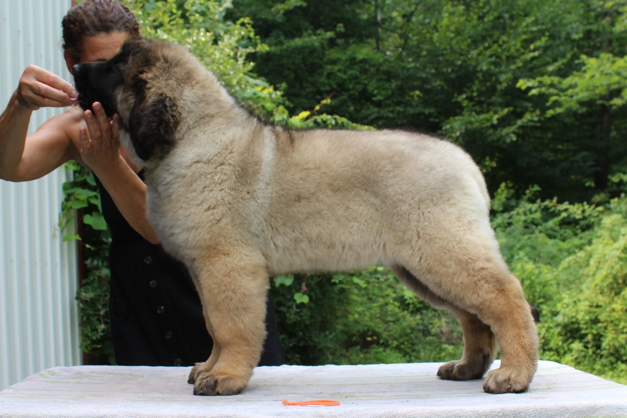 12 wks
