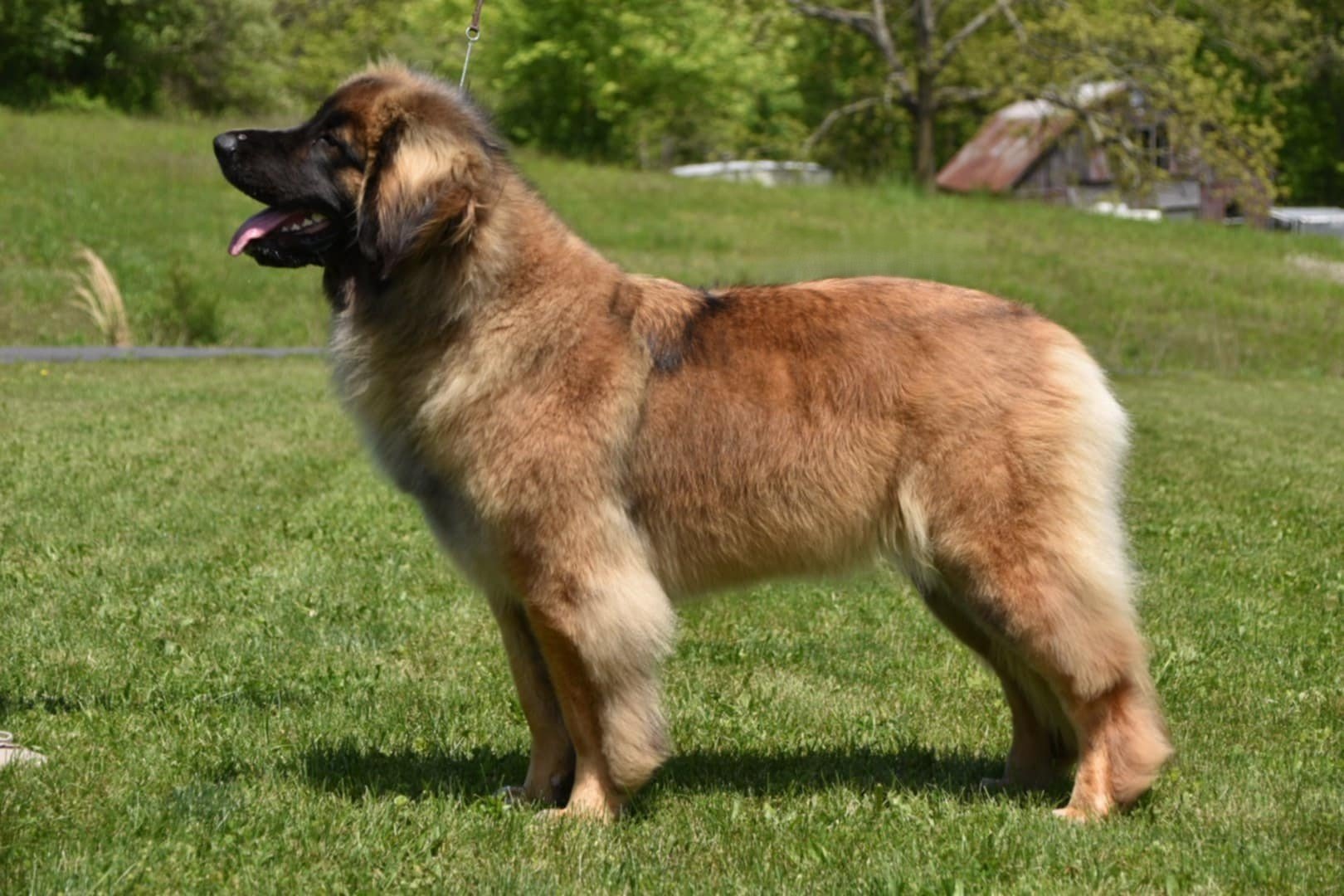 JALX1052-use this one.JPG