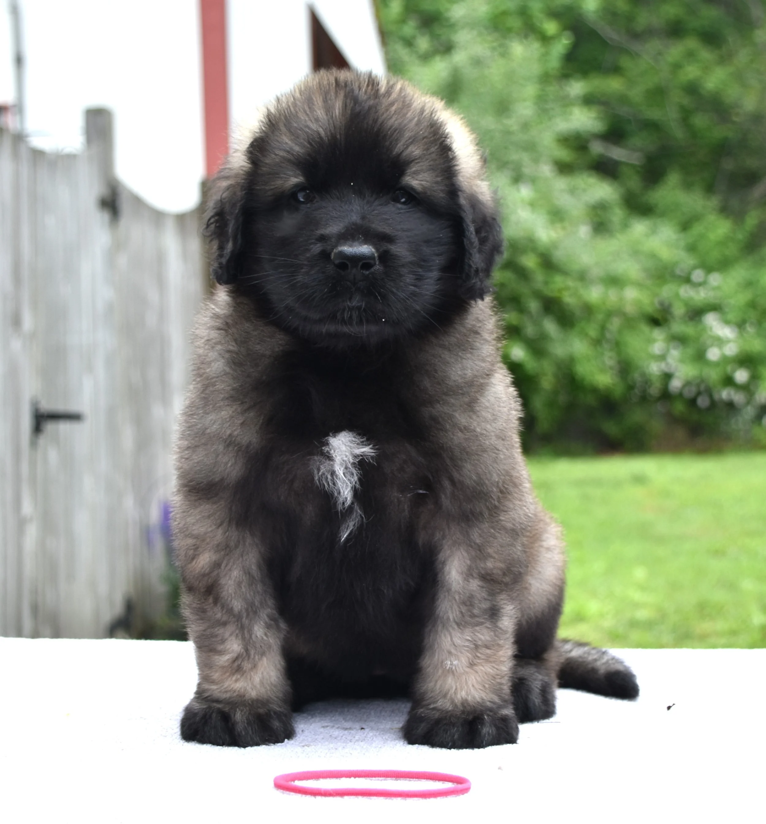 7 wks