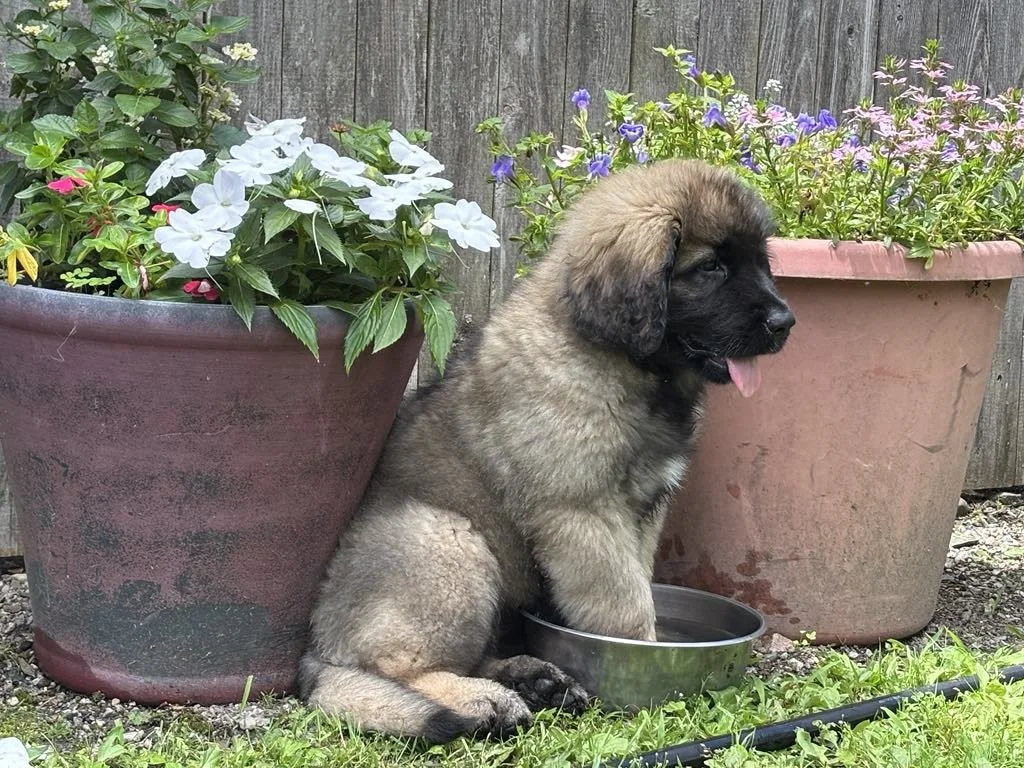 11 wks