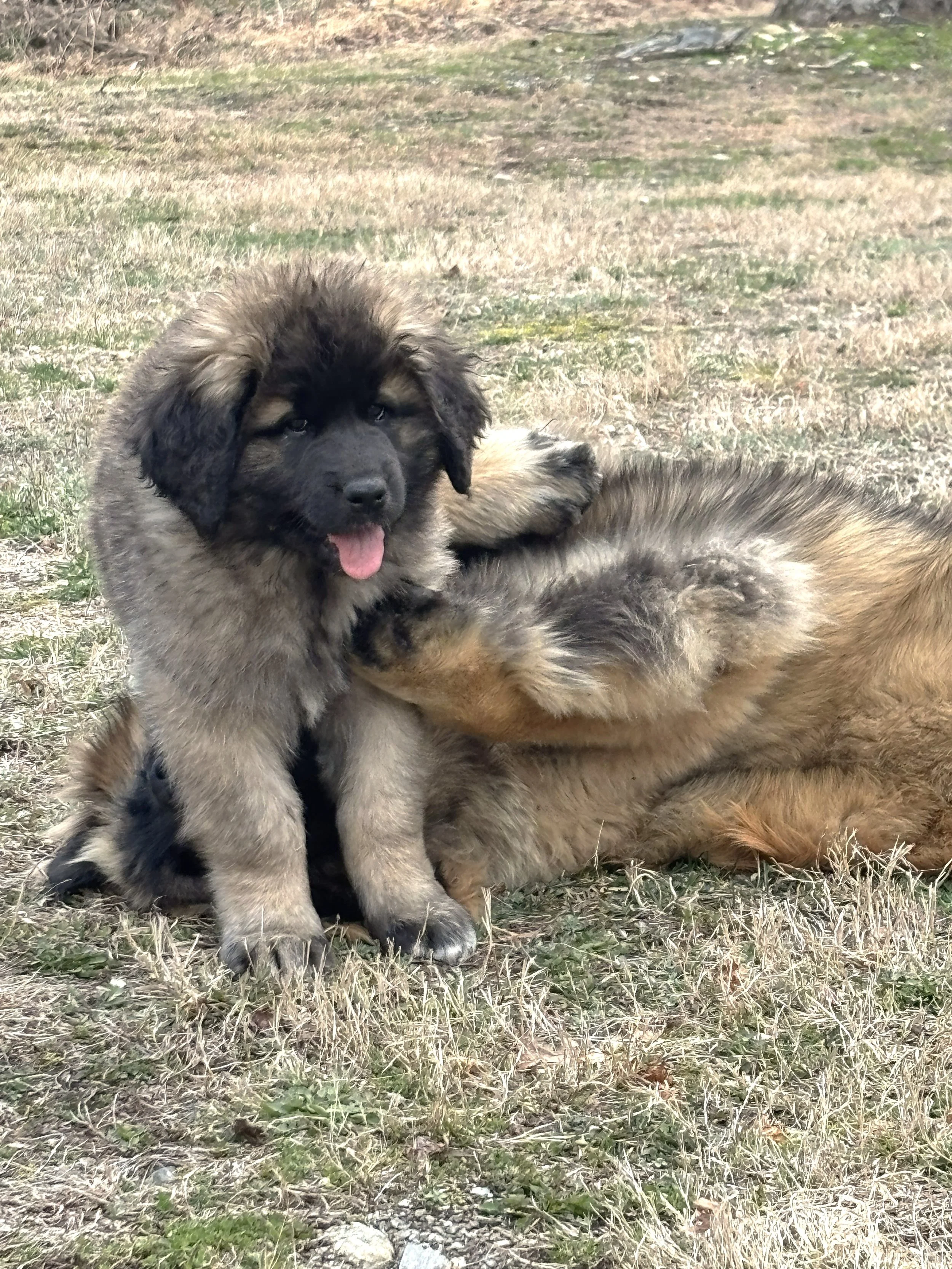 10.5 wks